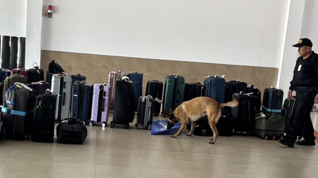 Dog sniffing suitcases at San Christobal airport
