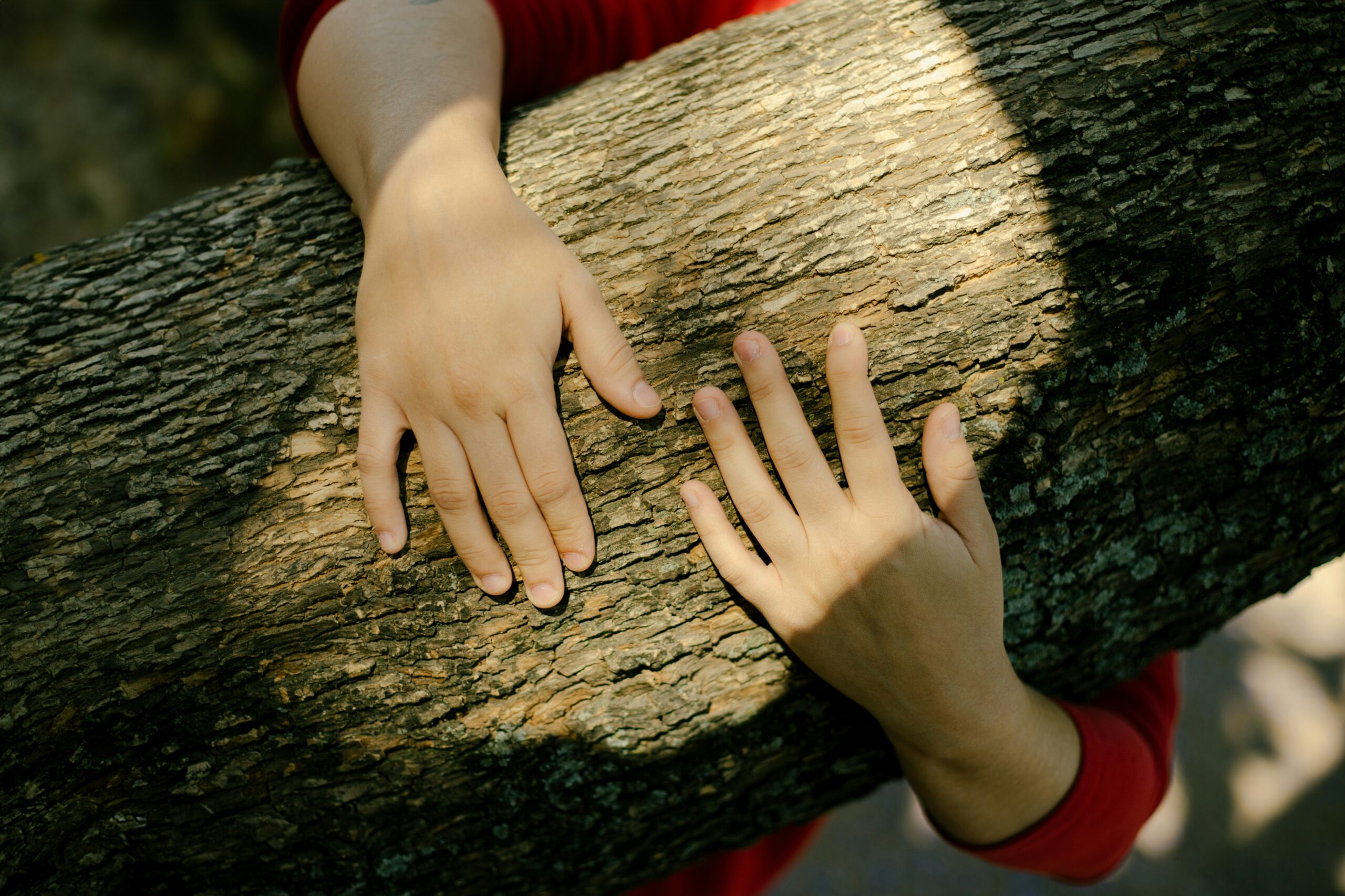 two hands touching tree bark